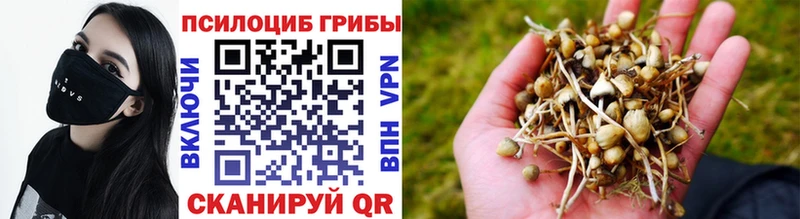 KRAKEN ТОР  Тырныауз  Псилоцибиновые грибы Psilocybe 